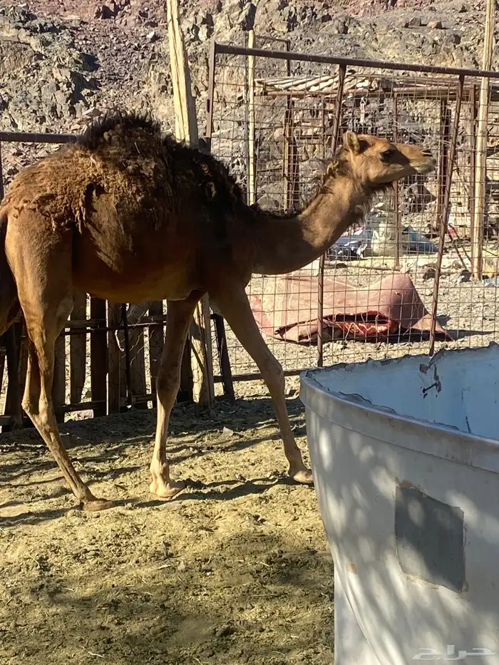 بكره طيبه تم الببع 1