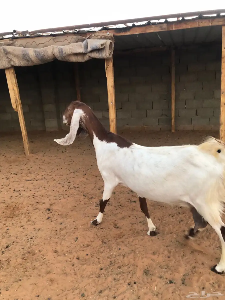 عنز للبيع 2