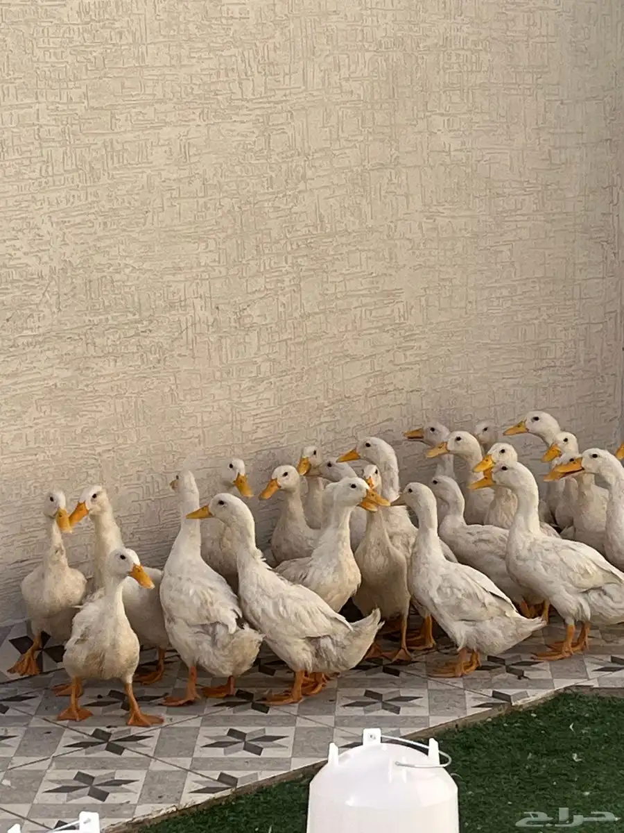 بط بكيني ذبح فل شحم 0