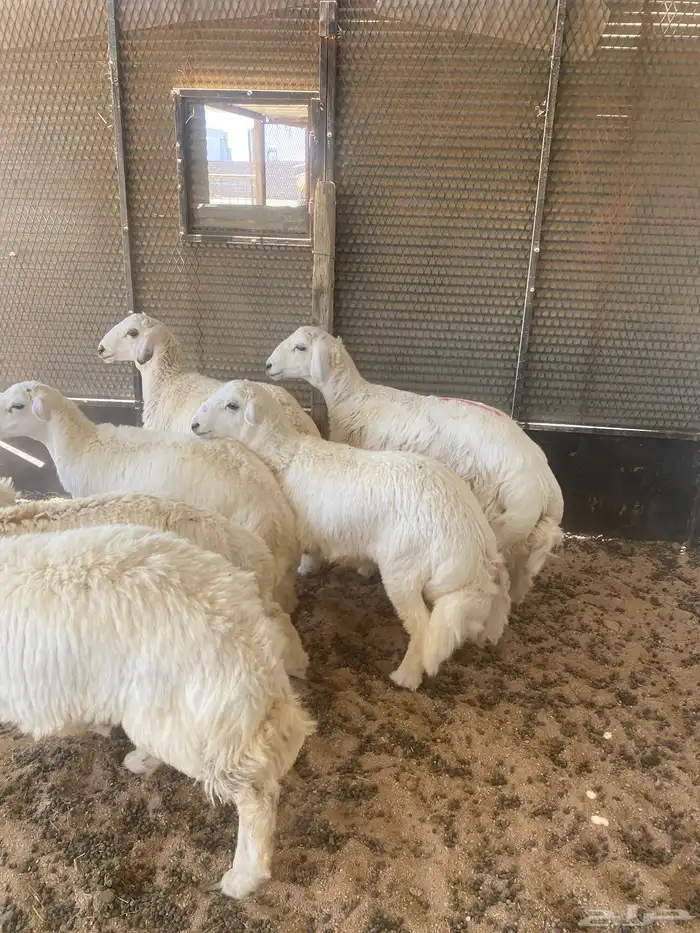 طليان ذبايح للبيع 3