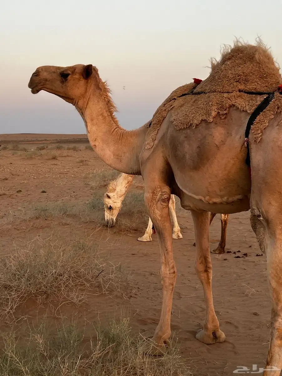 ناقه شعلاء لقحه لها ست شهور 1
