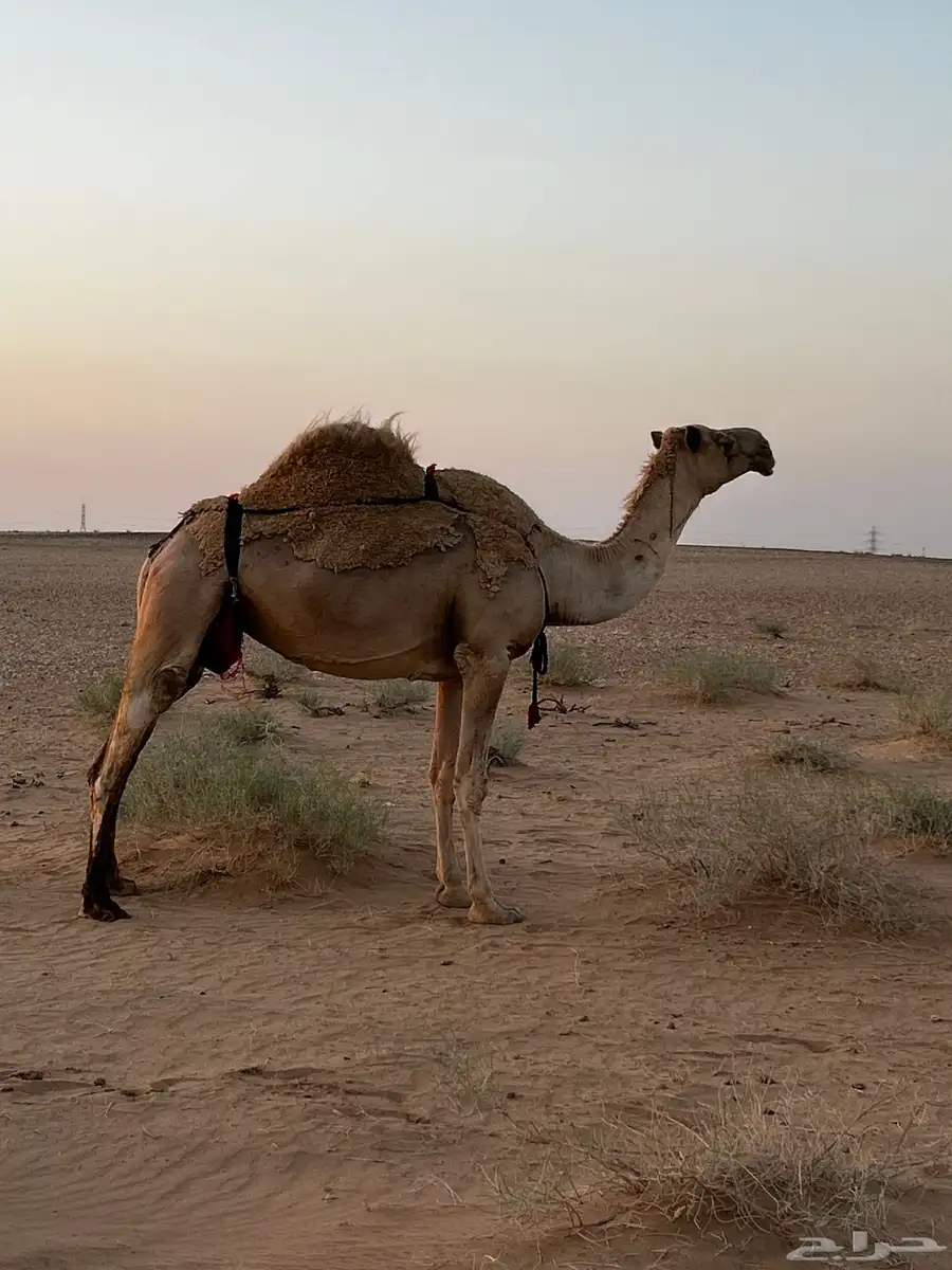 ناقه شعلاء لقحه لها ست شهور 3