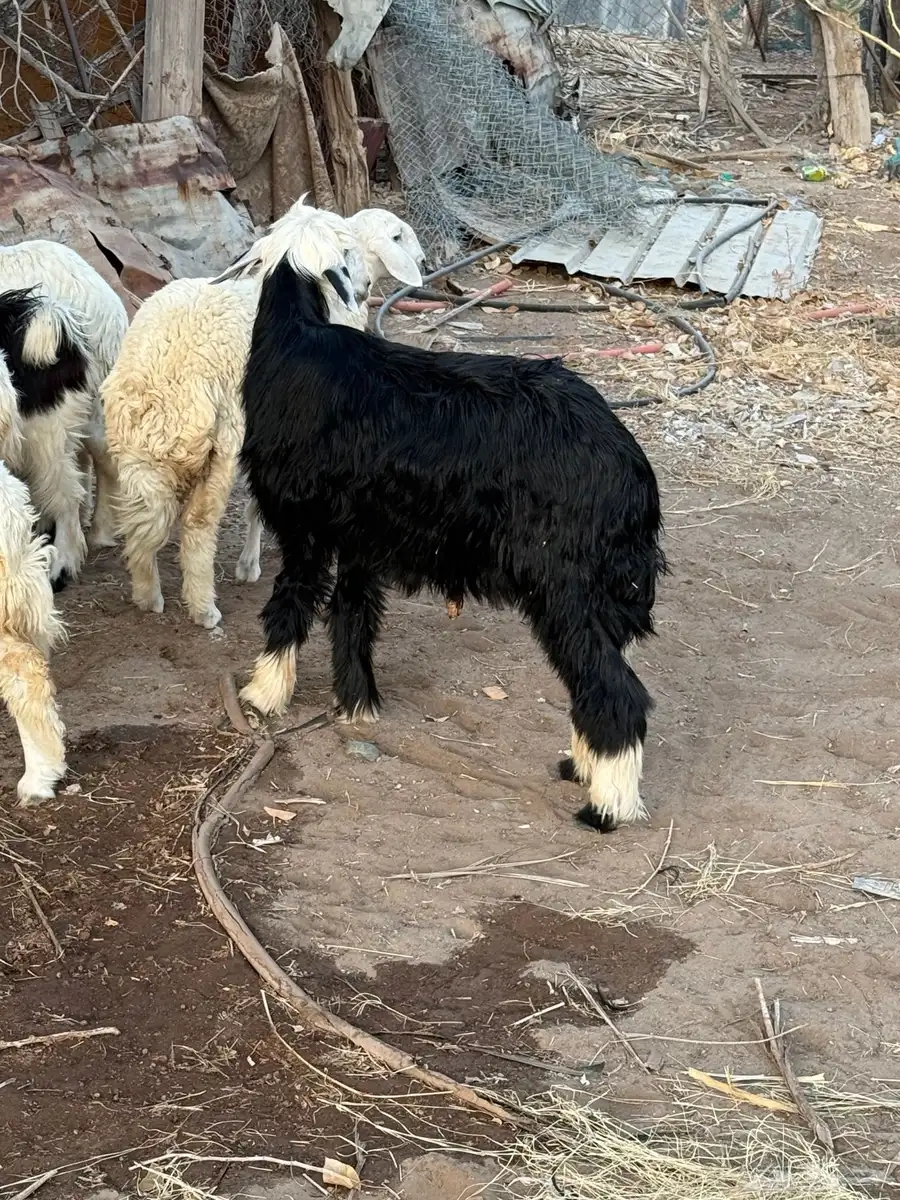طلي نجدي 2