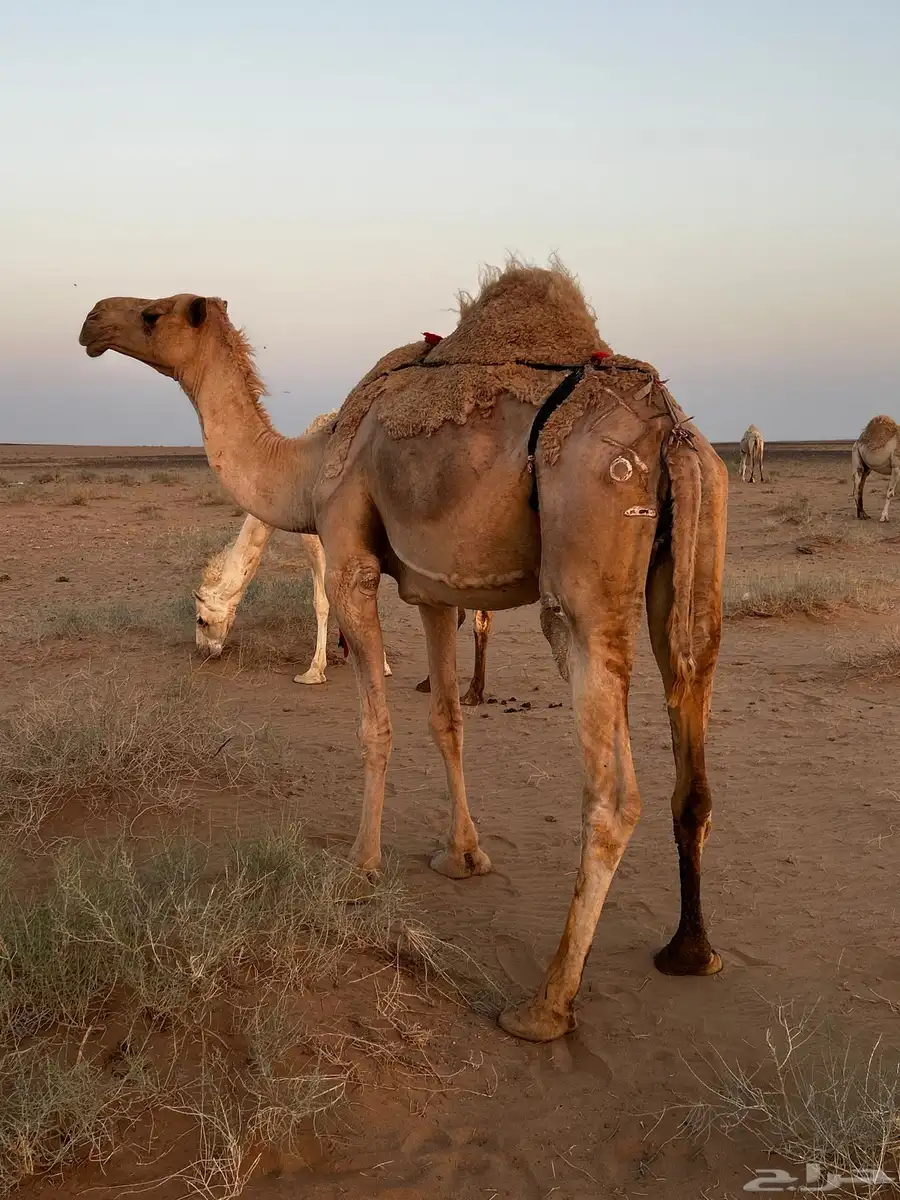 ناقه شعلاء لقحه لها ست شهور 0