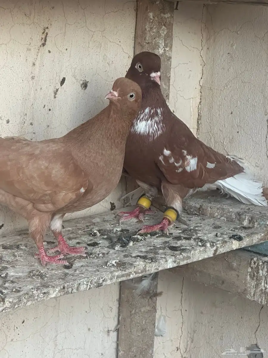 زوج حمام شامي 2