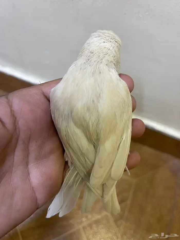 كناري 3