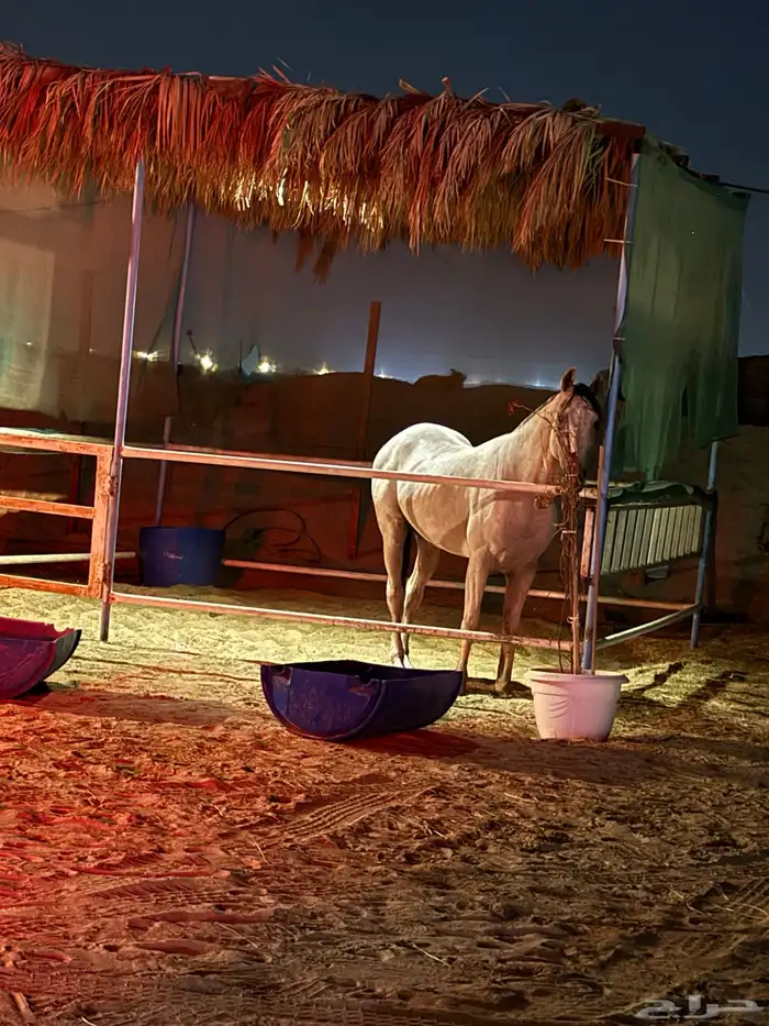غرف إيواء للخيل 5