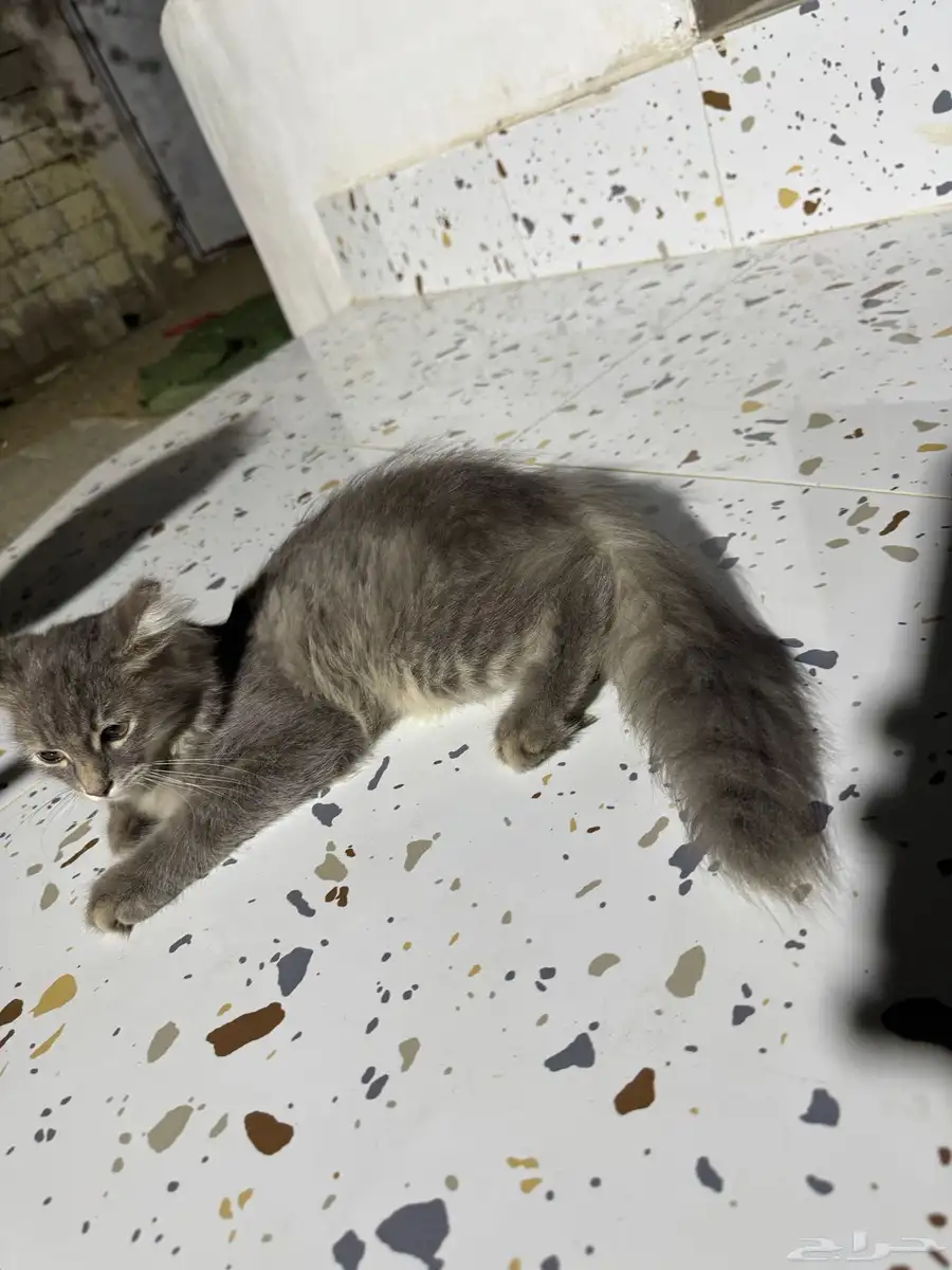 قطه 0