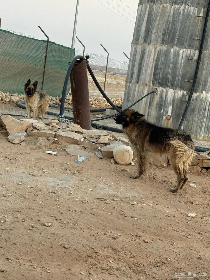 جوز جيرمان بيور 0