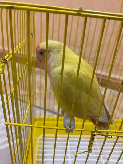 طير روز 3
