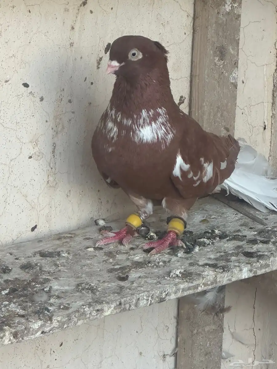 زوج حمام شامي 0