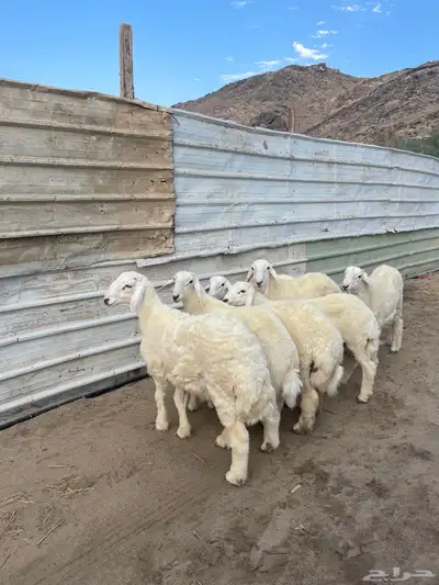 ذبايح حري سواكن تيوس 1