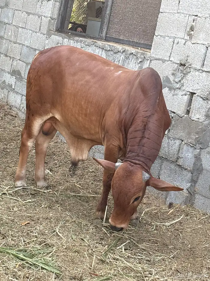 عجول بربر 1