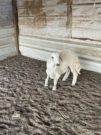 ذبايح حري سواكن تيوس 0
