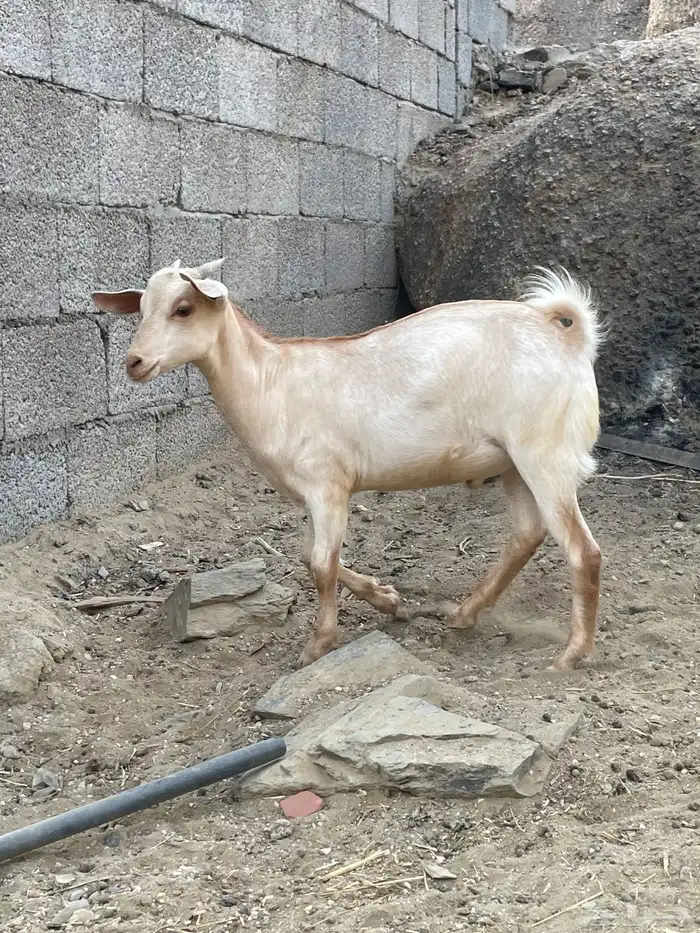 ((تمم البيع)) 1