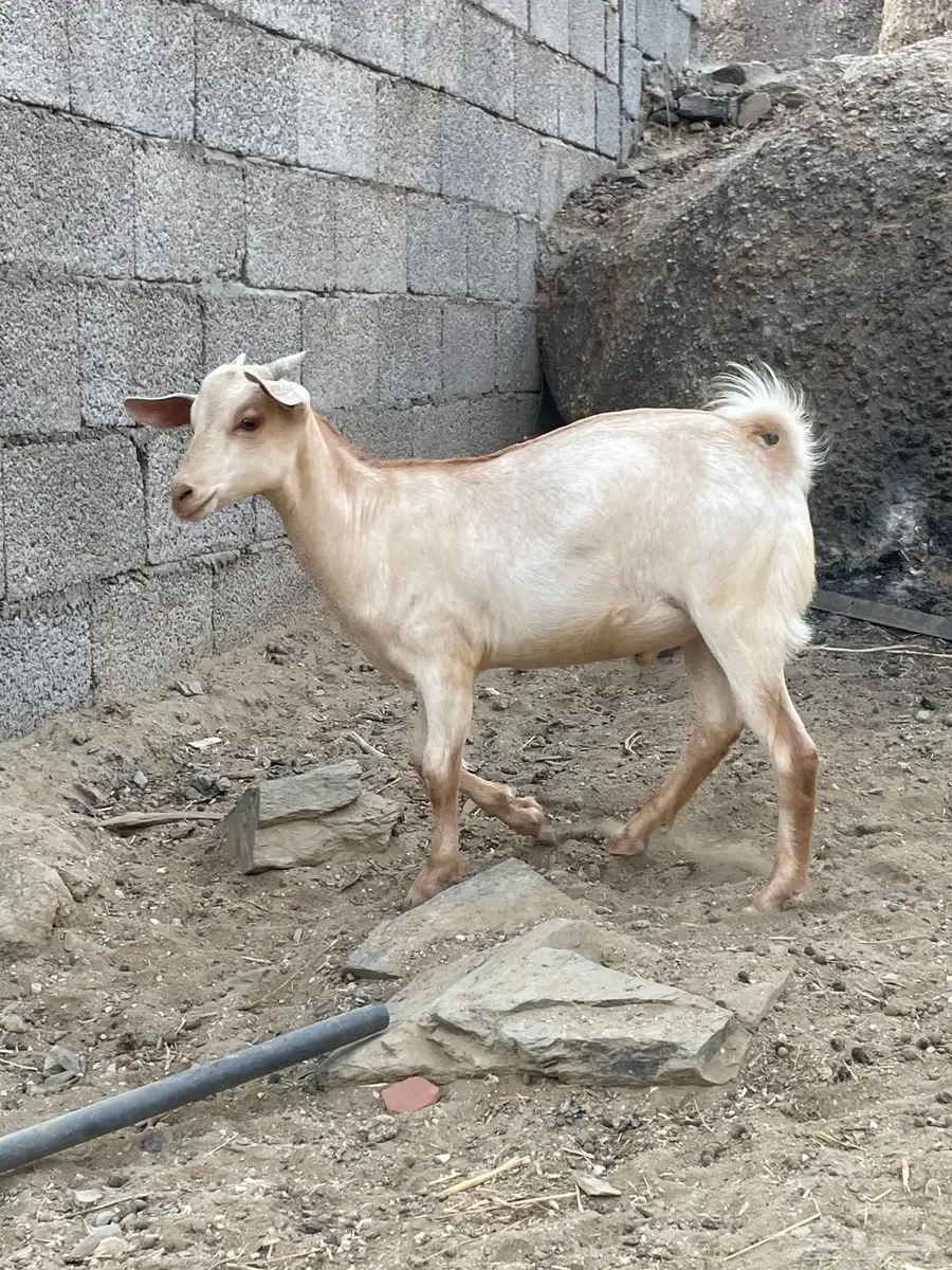 ((تمم البيع)) 1