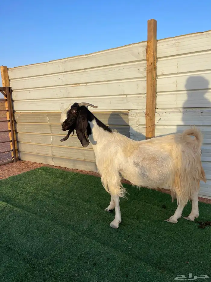 عنز مشروكه خصم الخصم(((تم البيع ) 1