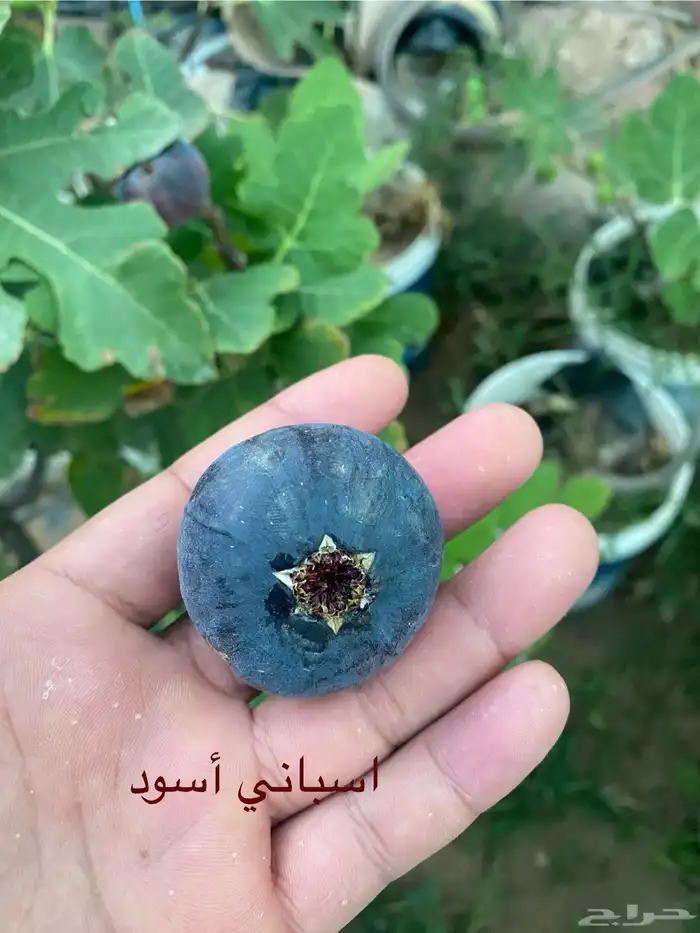 شتلات تين اسباني اسود 2