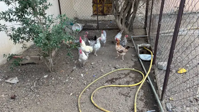 دجاج بلدي 1