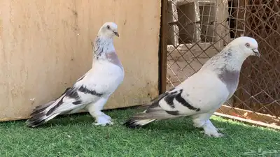 حمام تركي 0
