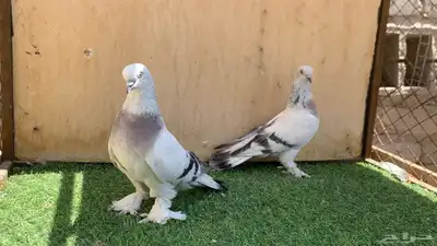 حمام تركي 1