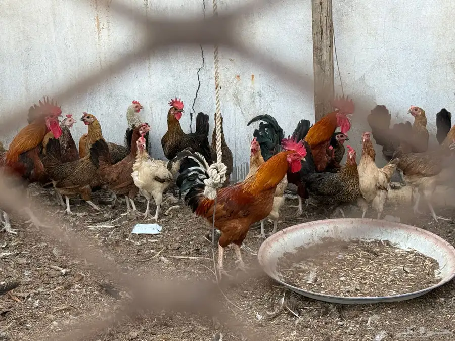 دجاج بلدي 3