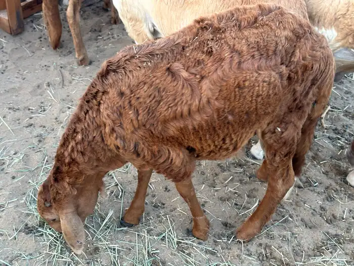 سواكني مناسبات 3