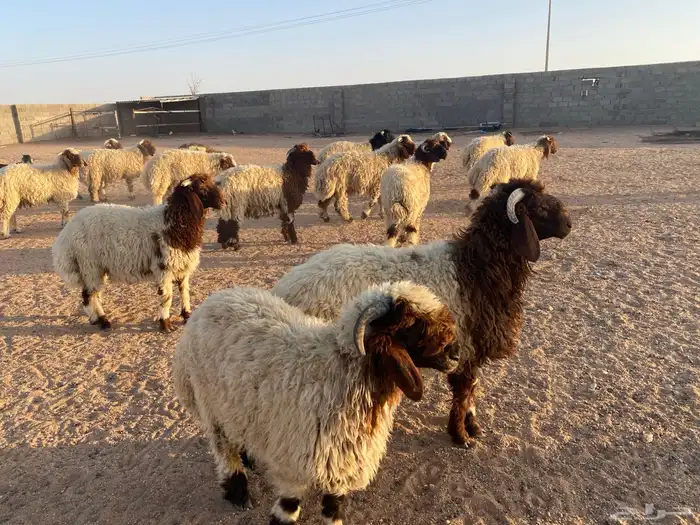 ذبايح نعيم للبيع 1