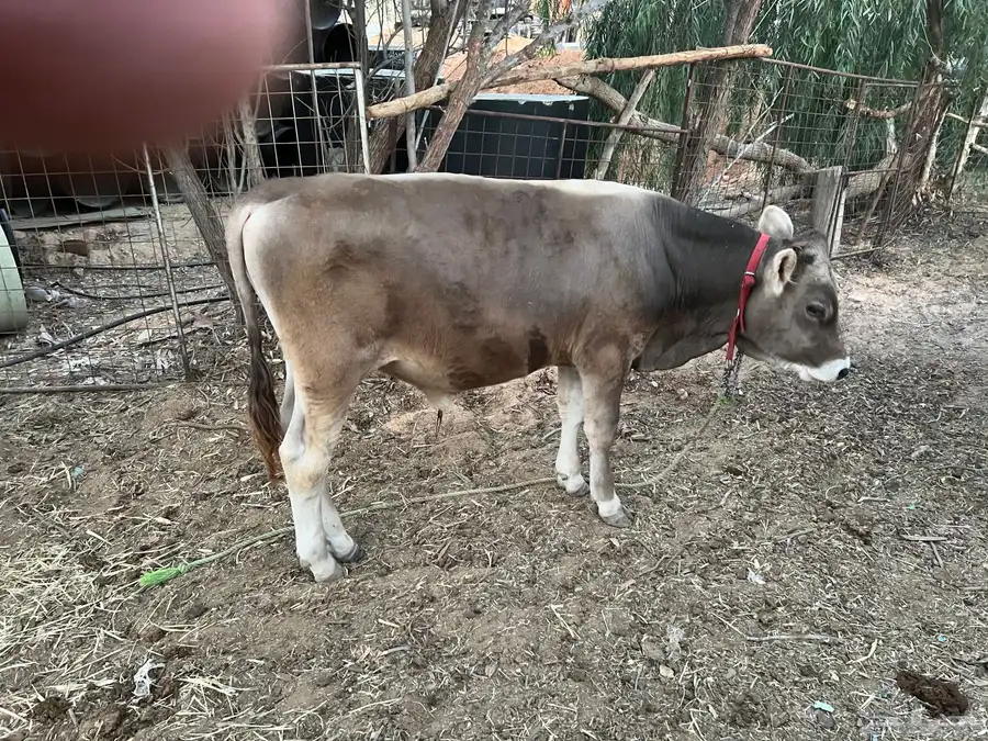 بقره خلفية معه ثور مشروع فحل 2