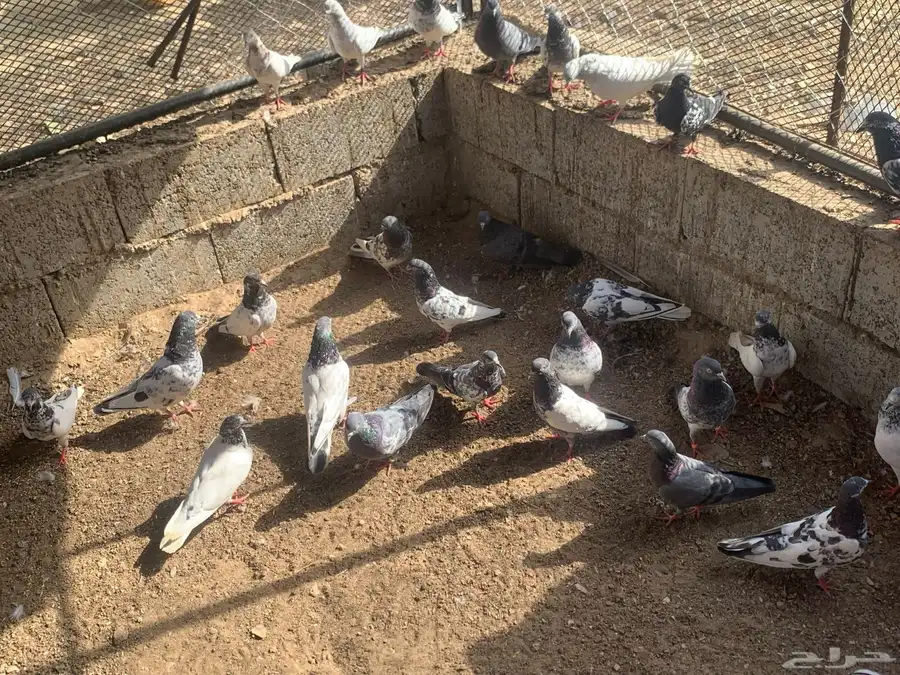 حمام باكستاني طيار 15