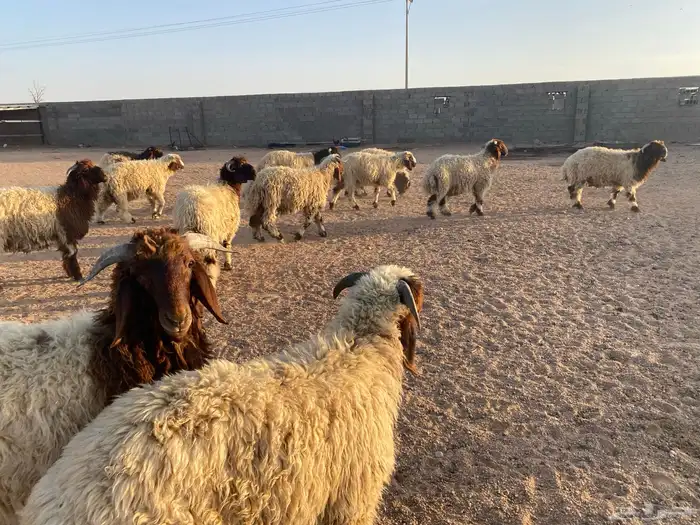 ذبايح نعيم للبيع 0