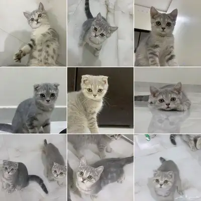كيتن سكوتش للبيع 0