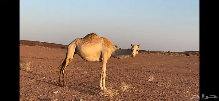 ناقه مهجنه 0