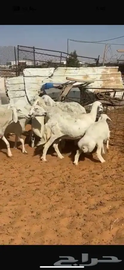 غنم حريات رغايث بالمجمعه 0