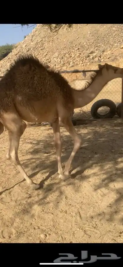 حشوان فواخر 3