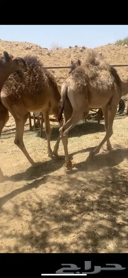 حشوان فواخر 0