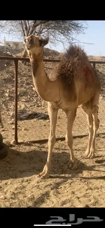حشوان فواخر 4