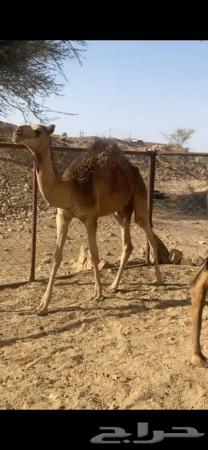 حشوان فواخر 5