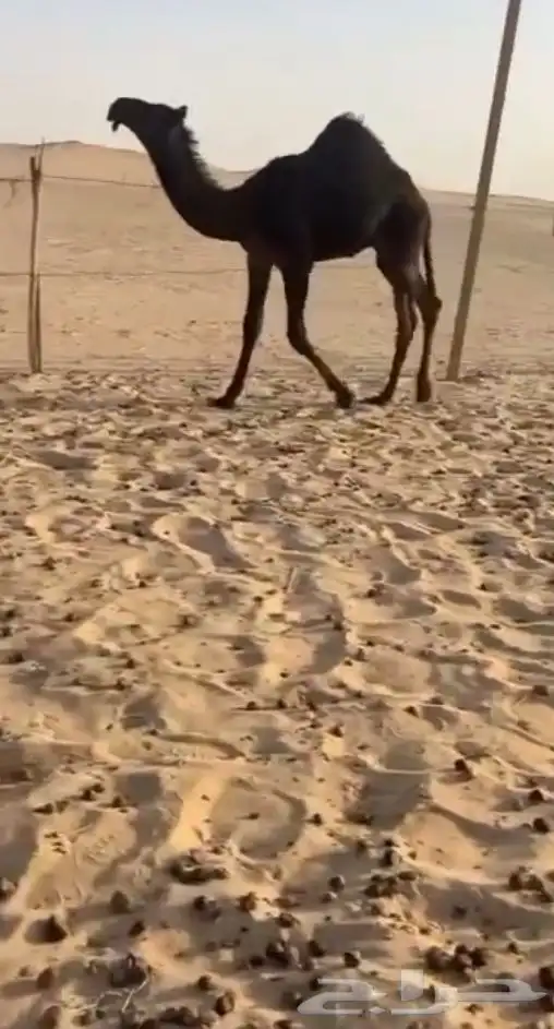 اللهم صلي وسلم على سيدنا محمد 0