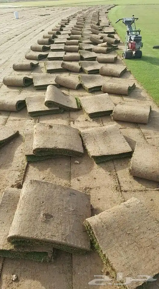 نجيل طببعي سي 2000 امريكي وفرنسي وياباني 6