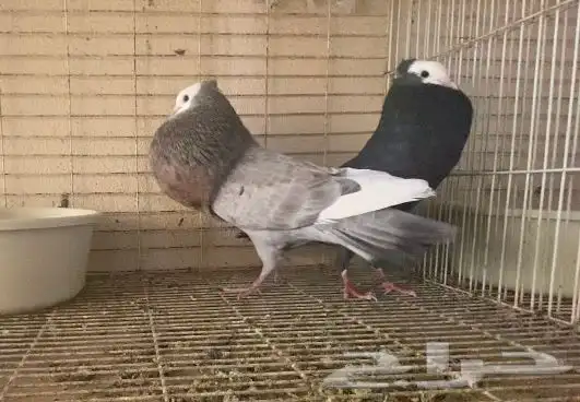 زوج نفاخ تورنيق 2