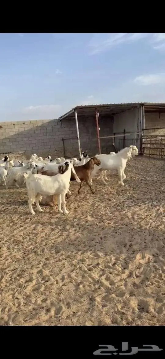 معزا للبيع . 5
