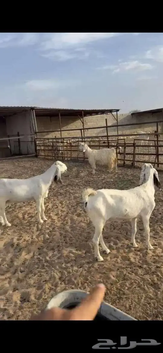 معزا للبيع . 1