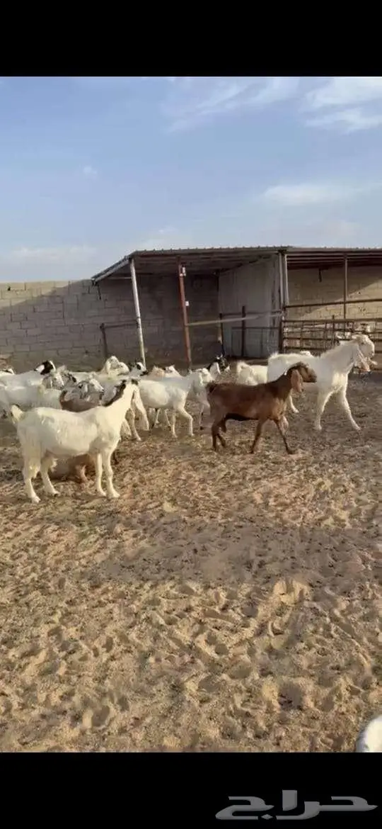 معزا للبيع . 4