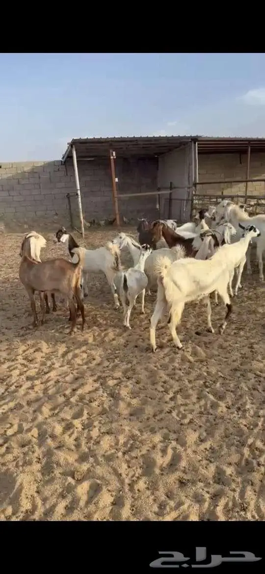 معزا للبيع . 0