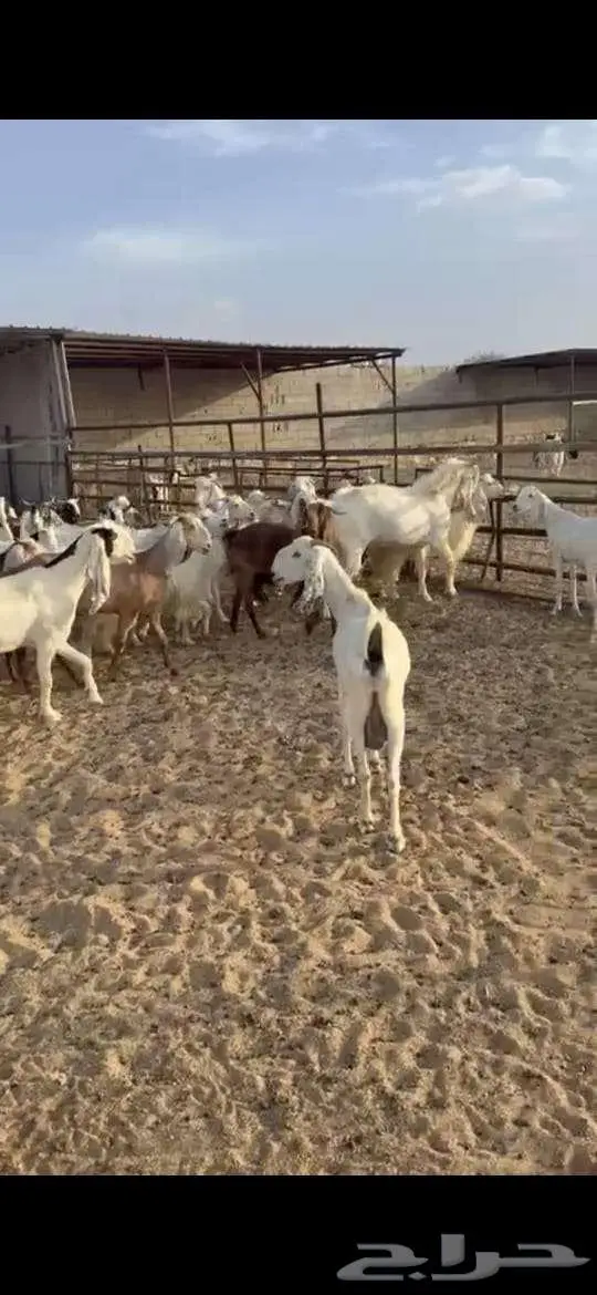 معزا للبيع . 2