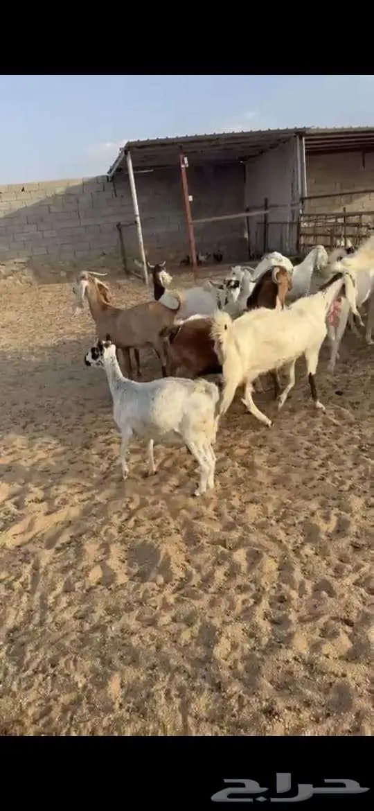 معزا للبيع . 8