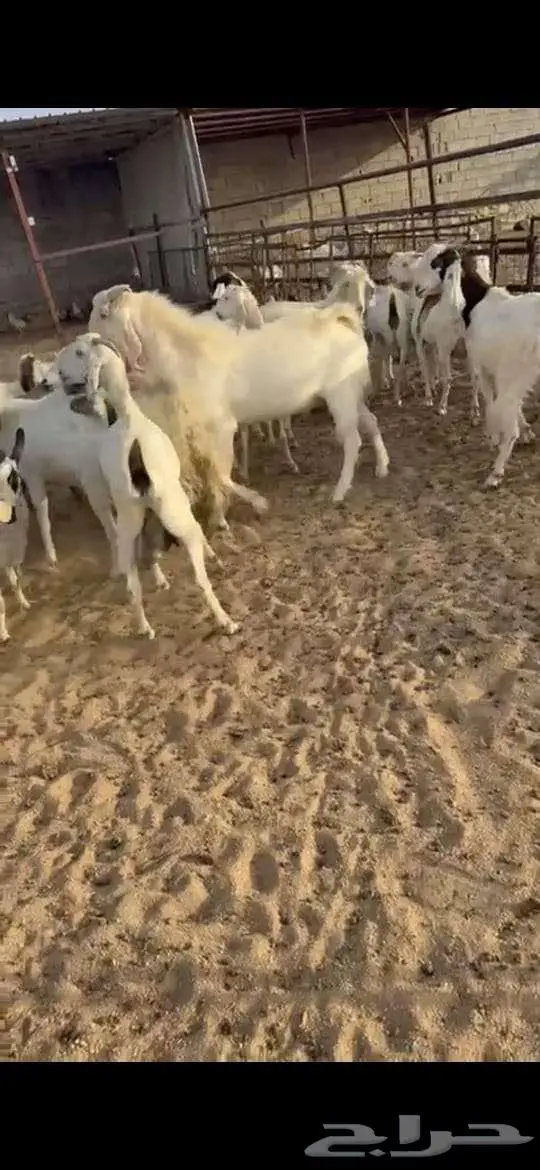 معزا للبيع . 9