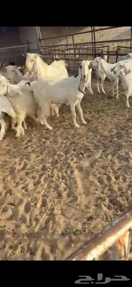 معزا للبيع . 10