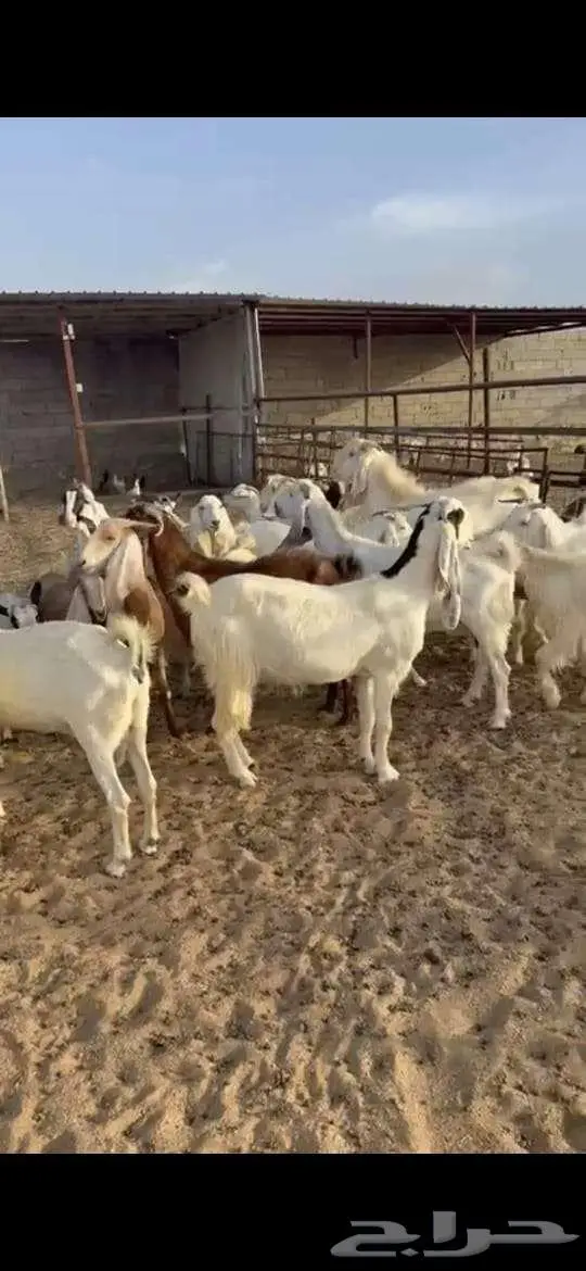 معزا للبيع . 6